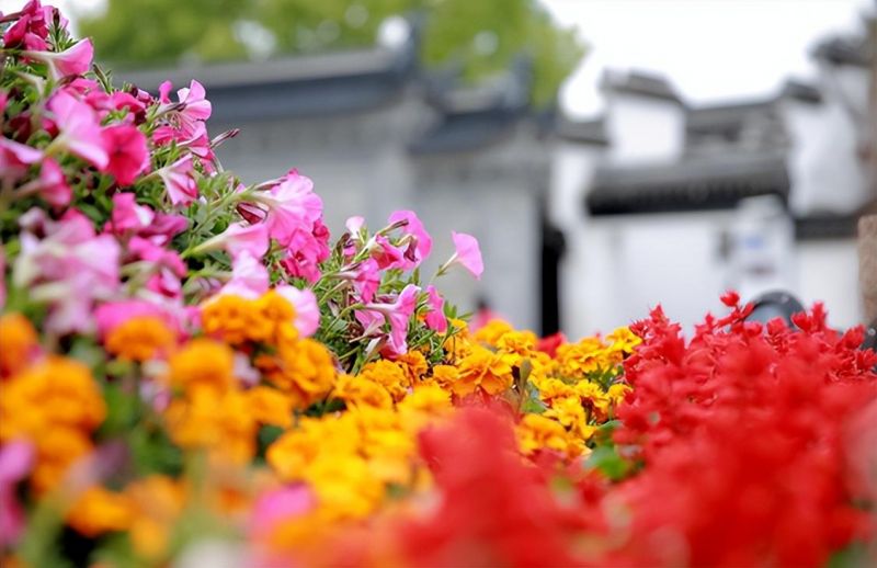 �Ϸ��е���ʮ�ЌW(xu��)��У�ζ�÷��������L(zh��ng)֮�� ������������